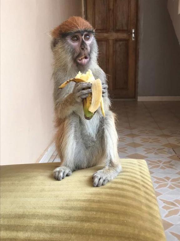 Auberge La Praline Toubakouta Bagian luar foto